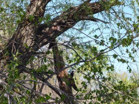 Опять за карасем