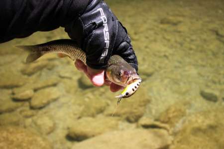 Первые весенние голавлики