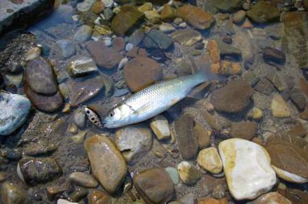 Первые весенние голавлики