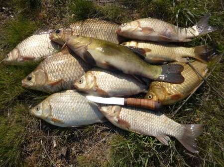 Первый в жизни линь Первый в жизни линь