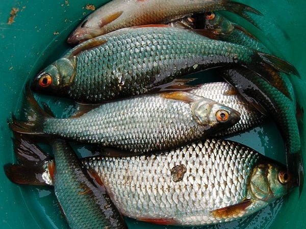 Плотва из снежной лунки