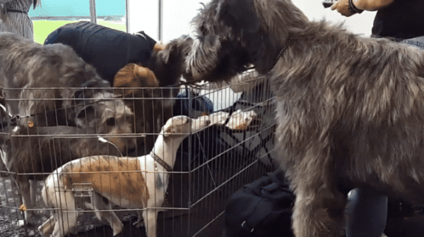 Порода Ирландский волкодав