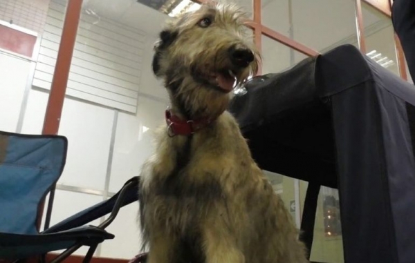 Порода Ирландский волкодав