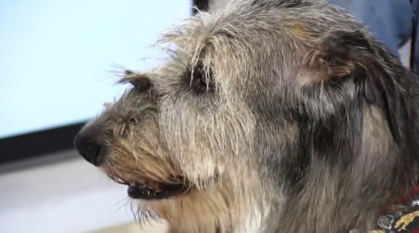 Порода Ирландский волкодав