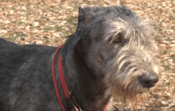 Порода Ирландский волкодав