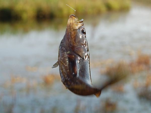 С форелевой снастью за ротаном С форелевой снастью за ротаном