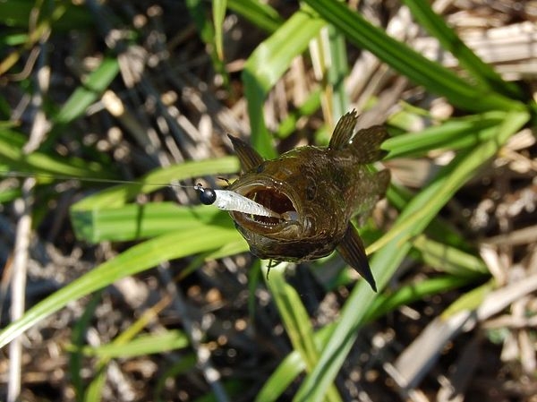С форелевой снастью за ротаном С форелевой снастью за ротаном