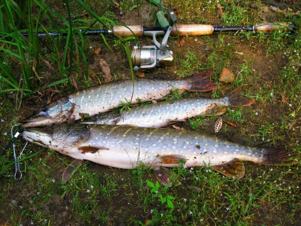 Щука на спиннинг. Выбираем место ловли Щука на спиннинг. Выбираем место ловли