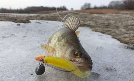 Силиконовые приманки яркого цвета