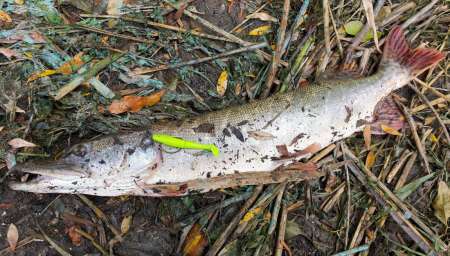 Силиконовые приманки яркого цвета