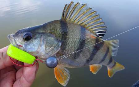 Силиконовые приманки яркого цвета