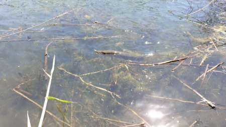 Скрытно... Тихо... На рыбалку - как партизан. Скрытно... Тихо... На рыбалку - как партизан.