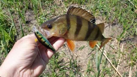 Скрытно... Тихо... На рыбалку - как партизан. Скрытно... Тихо... На рыбалку - как партизан.