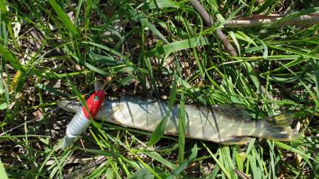 Скрытно... Тихо... На рыбалку - как партизан. Скрытно... Тихо... На рыбалку - как партизан.