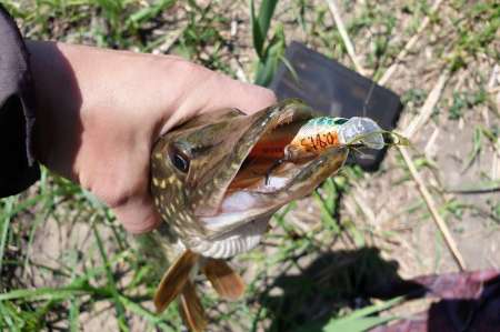 Скрытно... Тихо... На рыбалку - как партизан. Скрытно... Тихо... На рыбалку - как партизан.