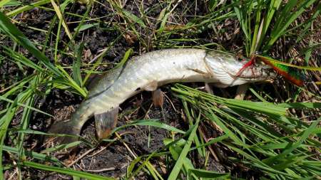 Скрытно... Тихо... На рыбалку - как партизан. Скрытно... Тихо... На рыбалку - как партизан.