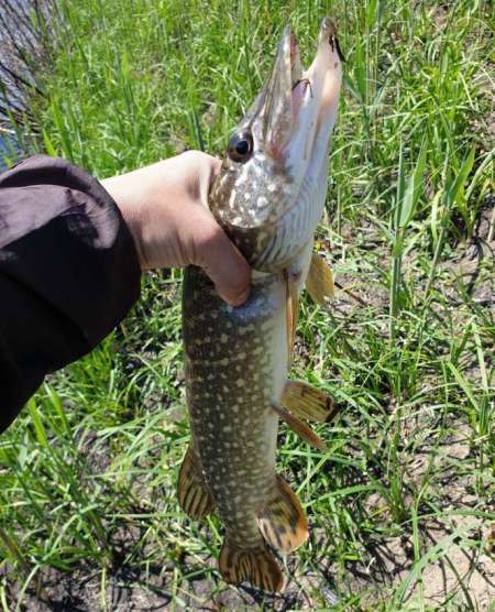 Скрытно... Тихо... На рыбалку - как партизан. Скрытно... Тихо... На рыбалку - как партизан.