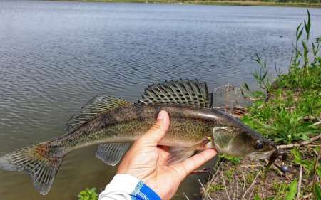 Слаг, переловивший много рыбы