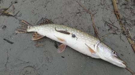 Слаг, переловивший много рыбы