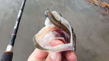 Слаг, переловивший много рыбы