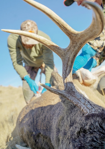 Универсальная винтовка Скаут: патроны и оптика 