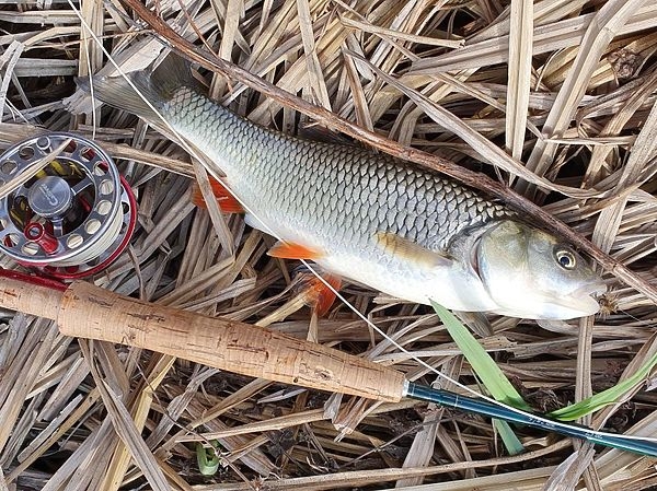 В Ростовской области начался сезон ловли голавля нахлыстом