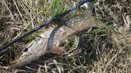 Весенняя щука на джиг 2020 Весенняя щука на джиг 2020