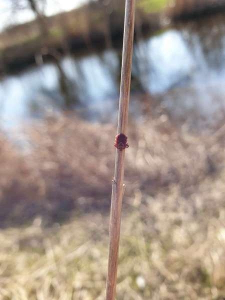 Весна и поппер Весна и поппер