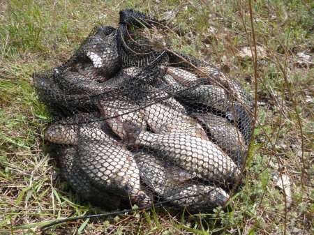 Впервые на 15-й за карасем Впервые на 15-й за карасем