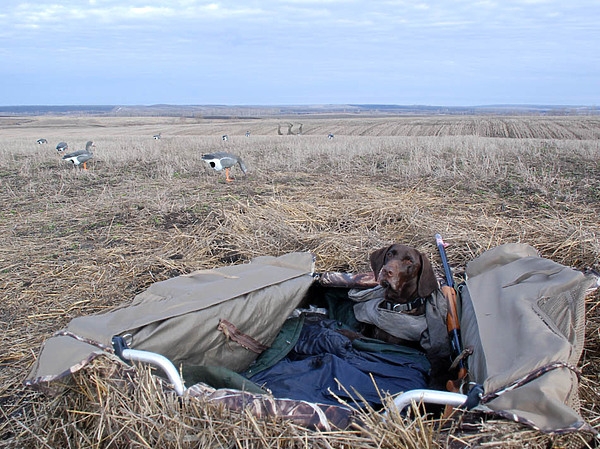 За белолобыми в день Победы