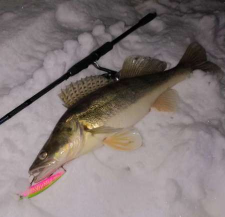 За ночным судаком на нижнюю Москву-реку! За ночным судаком на нижнюю Москву-реку!