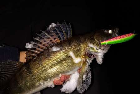 За ночным судаком на нижнюю Москву-реку! За ночным судаком на нижнюю Москву-реку!