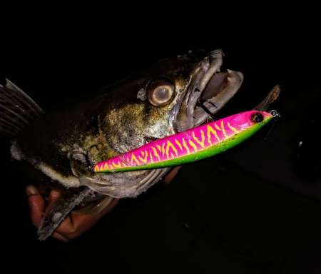 За ночным судаком на нижнюю Москву-реку! За ночным судаком на нижнюю Москву-реку!