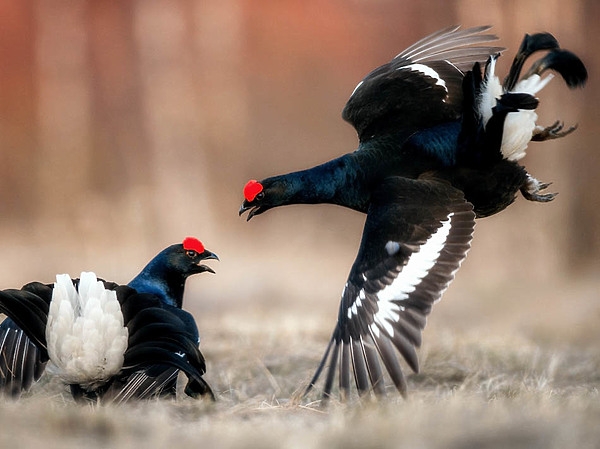 За тетеревами в Переславль