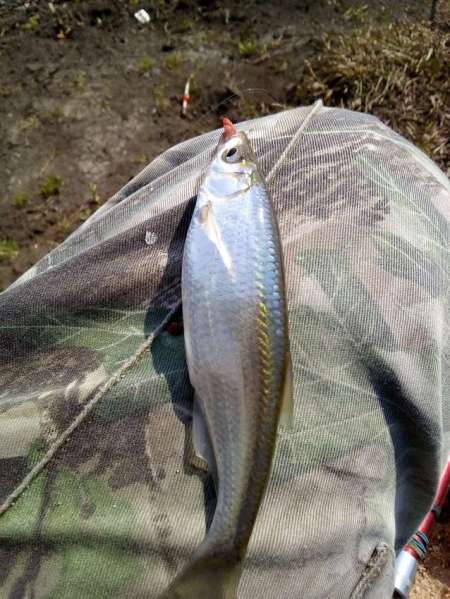 За уклейкой на пруд Агеевский За уклейкой на пруд Агеевский