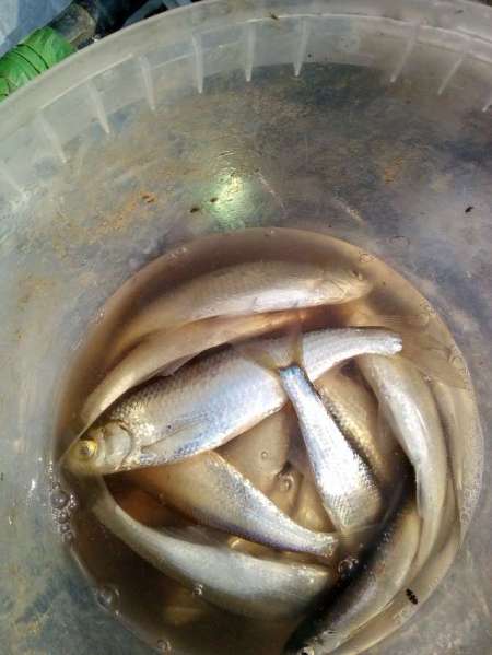 За уклейкой на пруд Агеевский За уклейкой на пруд Агеевский