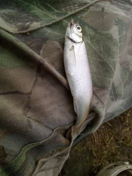 За уклейкой на пруд Агеевский За уклейкой на пруд Агеевский