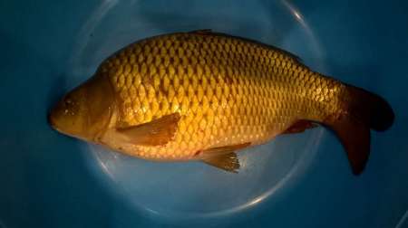 2020. Открытие сезона.