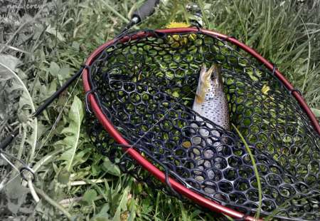 Бассейн с пираньями Бассейн с пираньями