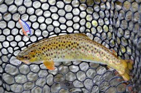 Бассейн с пираньями Бассейн с пираньями