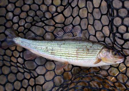 Бассейн с пираньями Бассейн с пираньями