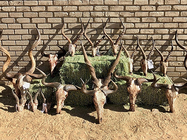 Что могут короли? Что могут короли?