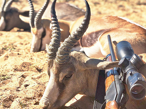 Что могут короли? Что могут короли?