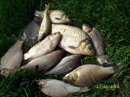 Деревенские караси-2