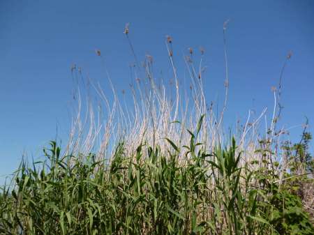 Досадный сход