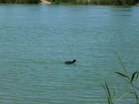 Досадный сход