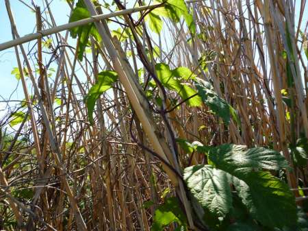 Досадный сход