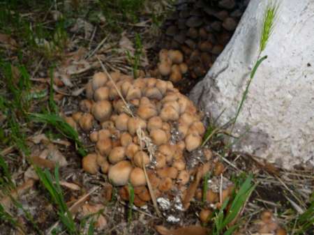 Досадный сход