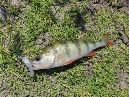 Джиг на глубоком карьере Джиг на глубоком карьере