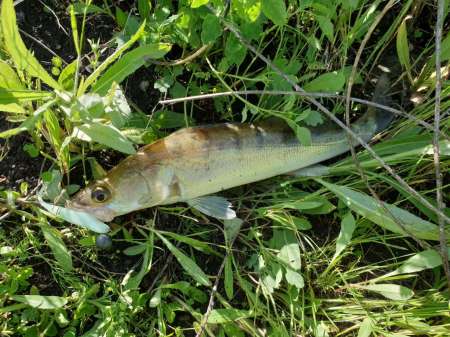 Джиг на глубоком карьере Джиг на глубоком карьере